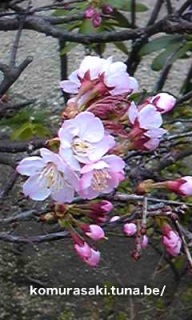 桜その2