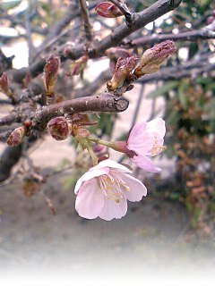 桜