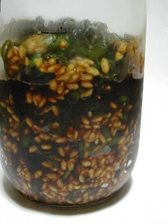青唐辛子と麹の醤油漬け